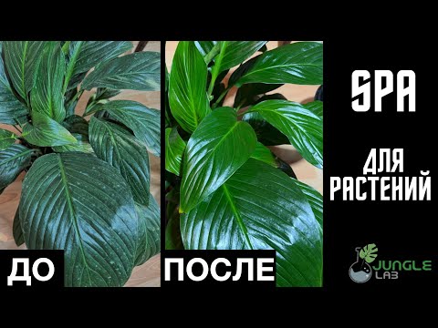 Видео: Чем отмыть налет и пыль на листьях растений, и придать листьям блеск? |  БЕЗ ПОЛИРОЛИ для листьев!