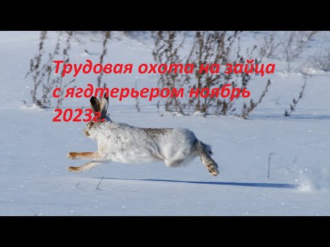 Видео: Охота на зайца с ягдтерьером ноябрь 2023. Добираемся на охоту на мотоцикле эндуро!!!