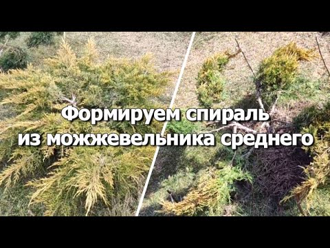 Видео: Формируем спираль из можжевельника среднего | Формировка можжевельника в спираль