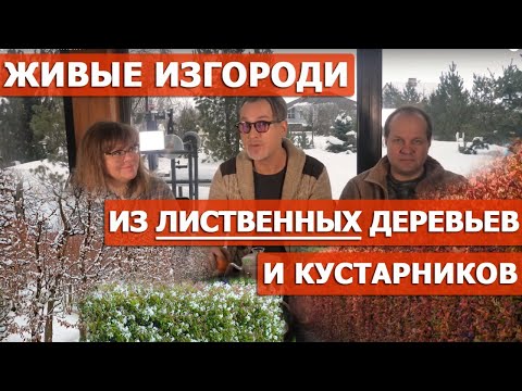 Видео: Дерен, боярышник, пузыреплодник, ирга в дизайне живых изгородей