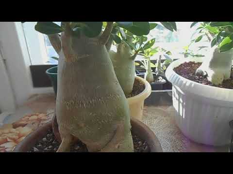 Видео: Адениум. Нужна ли осенняя обрезка (формирование кроны)