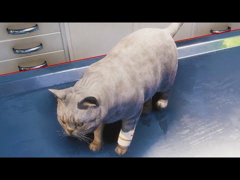 Видео: Приют для Кошек и Собак Пурумчата с Кидом #2 Лечу кота в Клинике Симулятор животных Animal Shelter