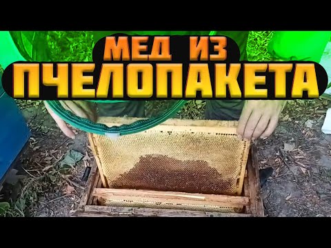 Видео: Сколько меда приносит пчелопакет за сезон? На что рассчитывать при покупке пакета пчел