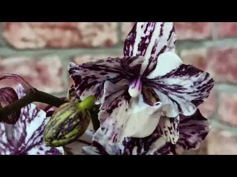 Видео: 614. #Похвастушки 🌹Две шоколадки и шикарный биг лип из Голландии 🔥🔥🔥🫶