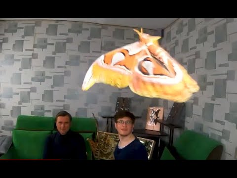 Видео: Гигантский мотылёк. Ночной монстр бабочка