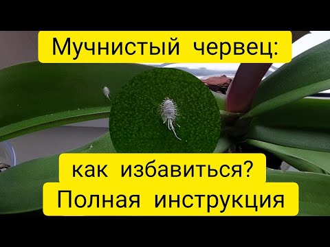 Видео: Мучнистый червец на орхидее ||  Актара || Как избавиться от мучнистого червеца на орхидее