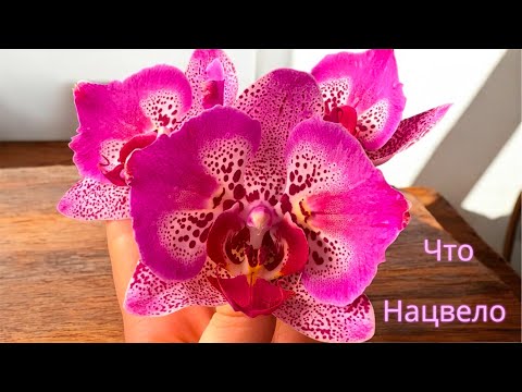 Видео: Цветение орхидей всех по немногу🦋