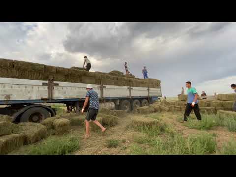 Видео: Заготовка сена на зиму. Разгрузка тюкового сена. Часть первая