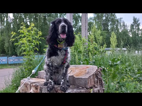 Видео: Встретили хаски : гуляем🐾