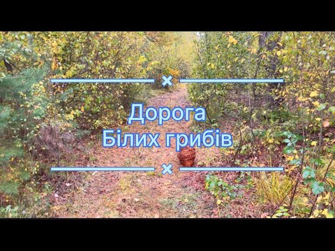Видео: Лісова дорога із Білих грибів