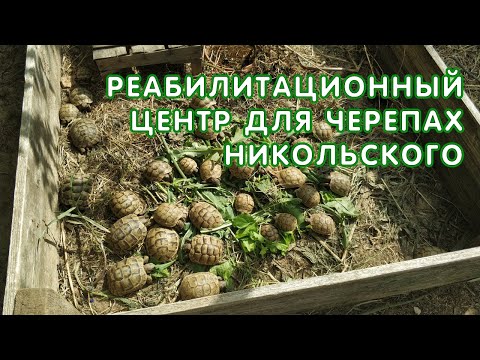 Видео: Реабилитационный центр для черепах Никольского в Анапе