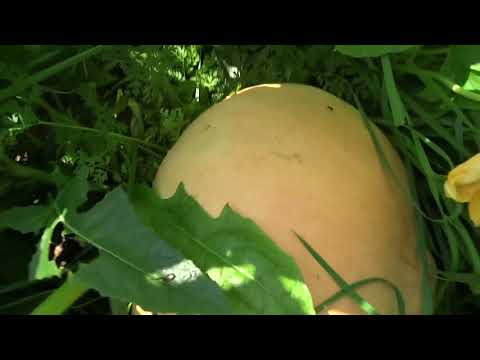 Видео: Из города в деревню / Жизнь в деревне / августовский влог