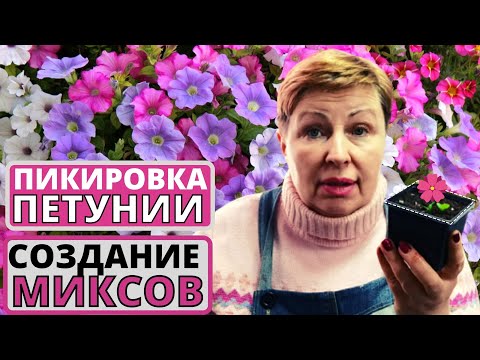 Видео: ПЕТУНИЯ основные правила пикировки. Сразу закладываем миксы из петунии