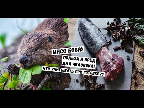 Видео: ✔МЯСО БОБРА–ПОЛЬЗА И ВРЕД ДЛЯ ЧЕЛОВЕКА🍖 И ЧТО НУЖНО УЧИТЫВАТЬ ПРИ ГОТОВКЕ🧆#EGORSHOW #Охота #Бобр