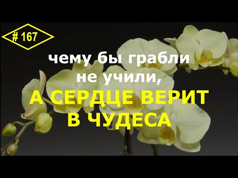 Видео: # 167 Хватит терять орхидеи! Основы ухода за домашними орхидеями. Орхидейная методология #орхоуроки