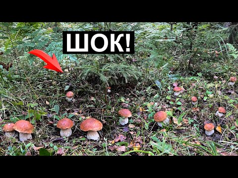 Видео: ШОК ОТ УВИДЕННОГО 😱  аж ЗАТРЯСЛИСЬ РУКИ ОТ ТАКОЙ НАХОДКИ! МИЛЛИОН ГРИБОВ ПОВСЮДУ!