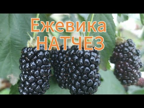 Видео: Ежевика Натчез
