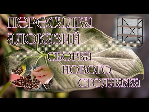 Видео: Полугидропоника рулит | Пересадка алоказий | Сборка нового стеллажа