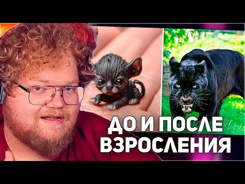 Видео: РЕАКЦИЯ T2x2: ДО И ПОСЛЕ ВЗРОСЛЕНИЯ. НЕВЕРОЯТНЫЕ ТРАНСФОРМАЦИИ ЖИВОТНЫХ