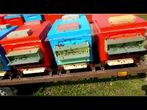 Видео: Собираем Пыльцу#пчеловодство#пасека#пчёлы#изоляцияматок#малыхин#миленин#правильноепчеловодство#весна