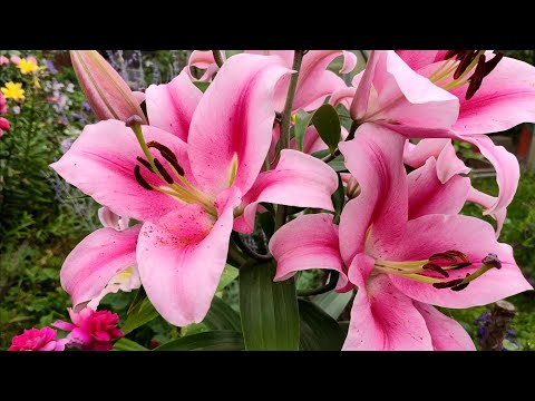 Видео: Лилии ОТ гибриды .Летнее забытое видео 🌺🌺🌺🌷🌷🌷
