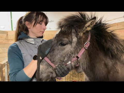 Видео: Дикий Конь-Огонь и домашние совята.