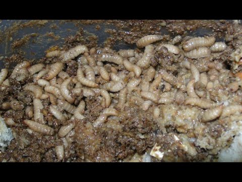 Видео: Разведение черной львинки.