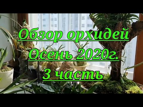 Видео: Обзор орхидей на Осень 2020г.3 часть.