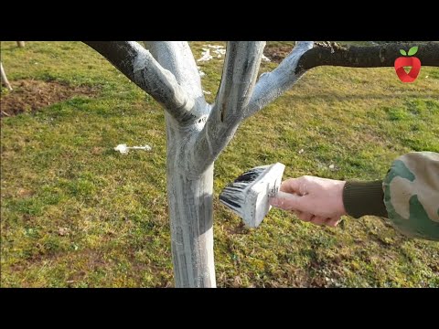 Видео: Почему важно белить плодовые деревья и когда это нужно делать?