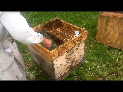 Видео: Применение Апироя.Быстрое привитие роя.