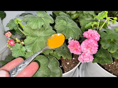 Видео: МОШЕК НИКОГДА НЕ БУДЕТ, Мошки исчезнут навсегда, супер эффективные средства от мошек