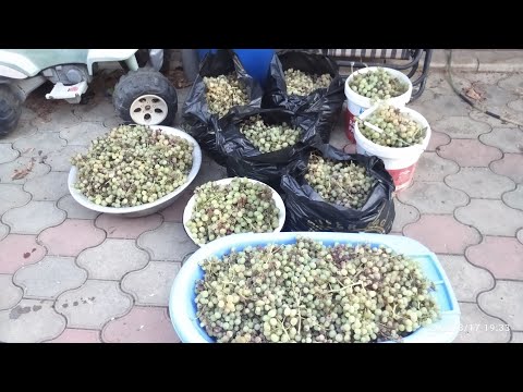 Видео: Изготовление домашнего вина  из белого винограда.