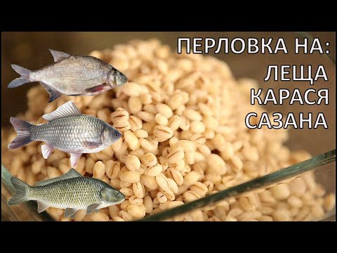 Видео: Как приготовить перловку на трофейного леща, карася, сазана? Уловистая перловка для рыбалки