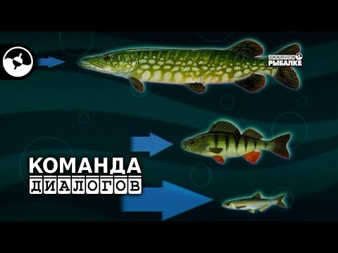 Видео: Окунь на мормышку и блесну | Классика