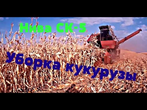 Видео: Уборка кукурузы на зерно комбайном Нива СК-5(технология уборки)