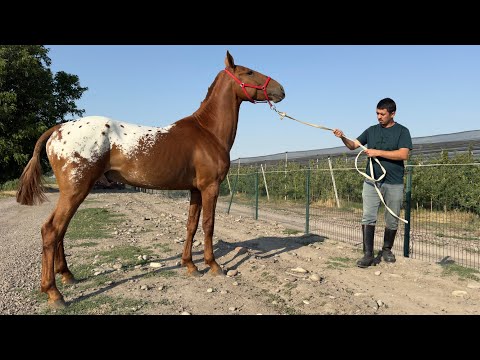 Видео: ЧАВКАР ТОЙ СОТИЛАДИ! ОНЛАЙН ОТ БОЗОР! КОННЫЙ РЫНОК!