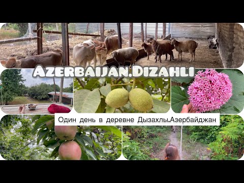 Видео: Азербайджан/Один день в деревне Дызахлы Габалинский район