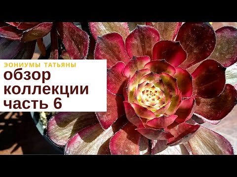 Видео: Эониумы Татьяны обзор коллекции 6