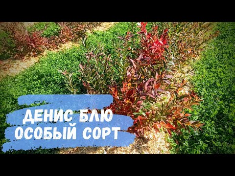 Видео: Обрезка голубики сорт Денис Блю
