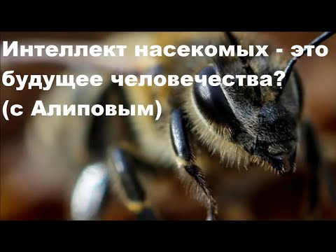 Видео: Интеллект насекомых - это будущее человечества? (с Алиповым)