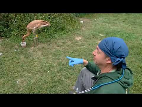 Видео: Видеосюжет про стерха Маркоку