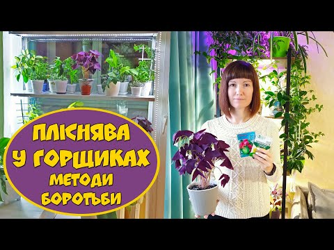 Видео: Пліснява у горщиках.  Методи боротьби.