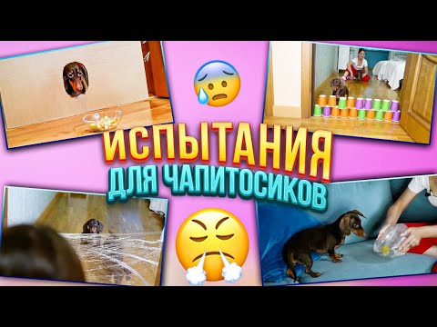 Видео: СЛОЖНЫЕ ИСПЫТАНИЯ ДЛЯ ЧАПИТОСИКОВ