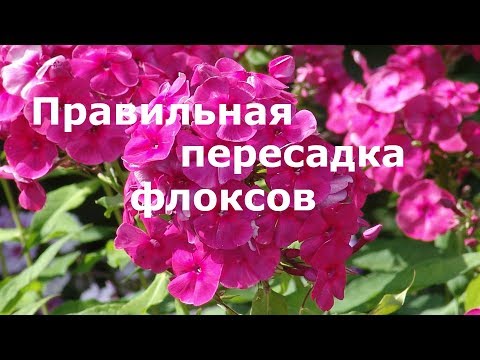 Видео: Правильная пересадка флоксов!