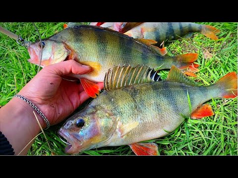 Видео: С ТАКИМИ ОКУНЯМИ И СУДАК НЕ НУЖЕН!! Горбачи на Ирикле