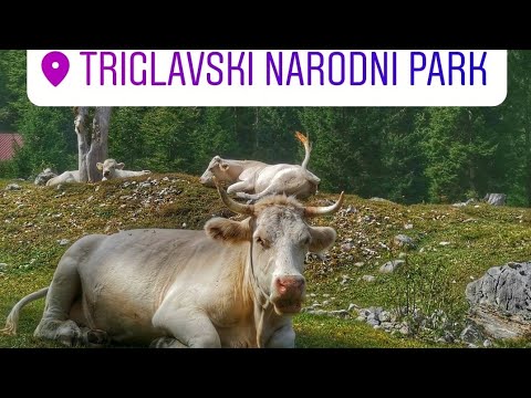 Видео: Народный триглавский парк. Словения. Альпы. #словения #триглав #альпы  #коровы #походвгоры #поход