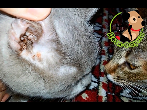 Видео: Ушной клещ. Отодектоз у кошек / собак