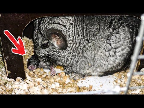 Видео: Роды у шиншиллы. Шиншилла родила – что делать? Новорожденные шиншиллята