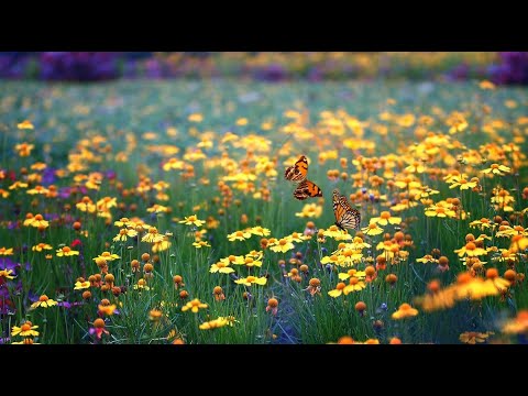 Видео: песня Ангелов на Закате (Дороти Ли Фултон)#релаксация #медитация #ангелы( альбом -У колыбельки)