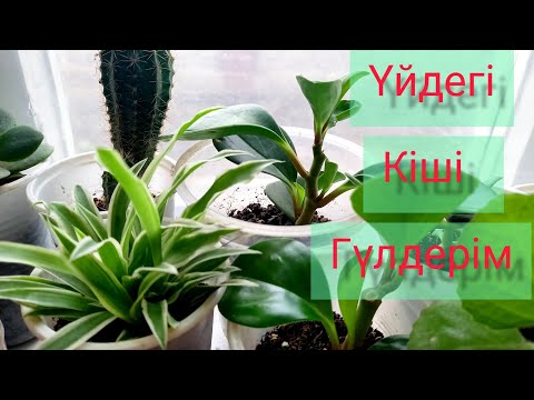 Видео: Бөлмедегі кіші гүлдерім...#гүл #гүлдер #гул